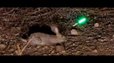 Bow Hunting African Rabbits in the Dark