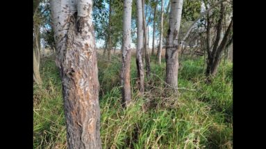 Knee deep in whitetail paradise