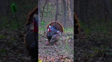 One Blade Across the Neck, Turkey, Bowhunt.