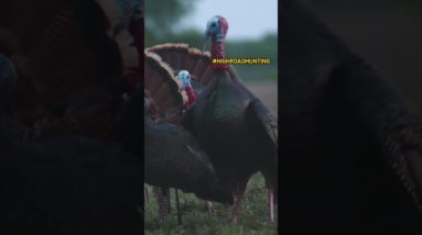 Triple Turkey Kill