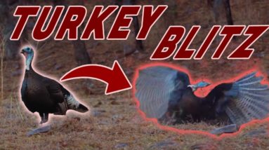 Hunting Turkeys in Mexico Mountains