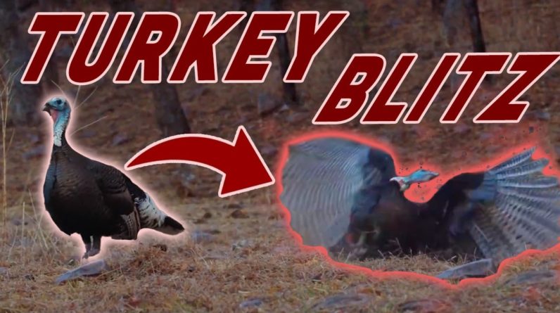 Hunting Turkeys in Mexico Mountains