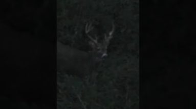 Would you pass this buck #deer