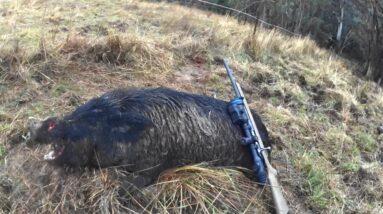Caught up with a Boar from a year ago.