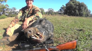 Aussie Boar hunt, Western NSW.