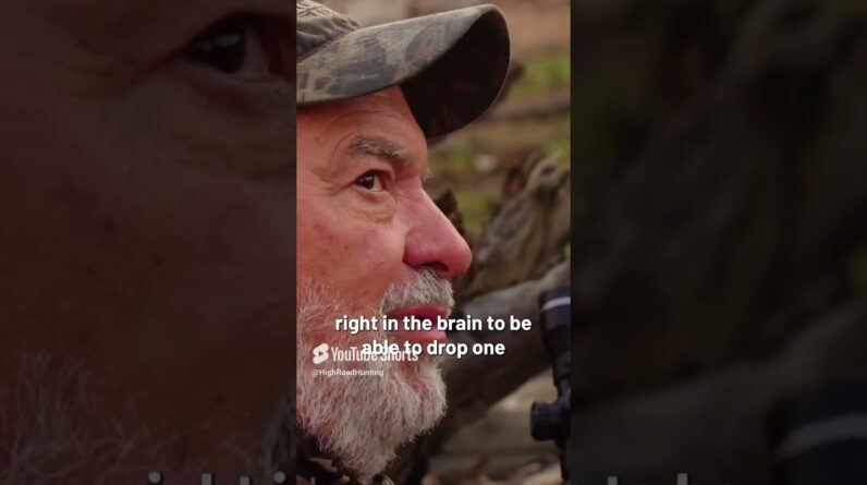 Brain shot on feral hog!!