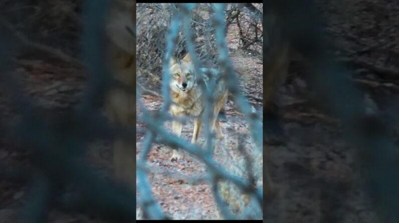Will an arrow penetrate a coyote skull?