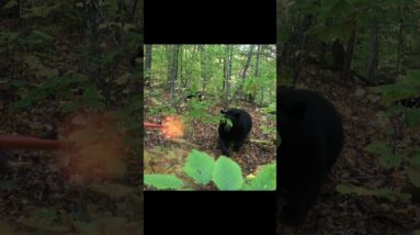 Charging bear attack