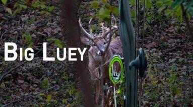 Ears back, slobbering at the mouth, he was ready to fight! Big Buck!