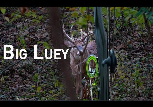 Ears back, slobbering at the mouth, he was ready to fight! Big Buck!