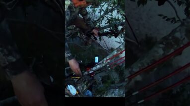 2 Pigs 2 Sharp Sticks