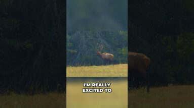 Affordable Custom Rifles & Epic Elk Hunt: Prepare to Be Amazed! #shorts
