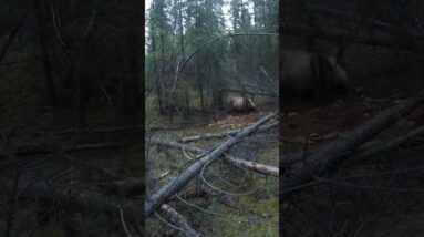 Alaskan Grizzly with a Spear.