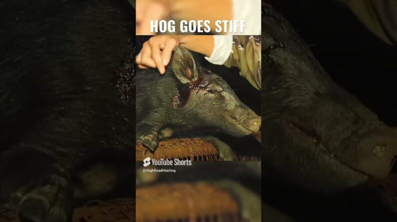 Hog Shot in the Head and Goes STIFF AS A BOARD