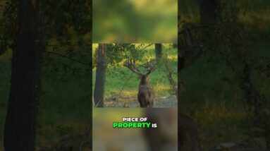 Hunting Red Stag: The Ultimate Challenge in Venator USA #shorts