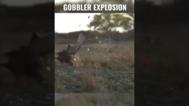 RUNNING TURKEY DESTROYED