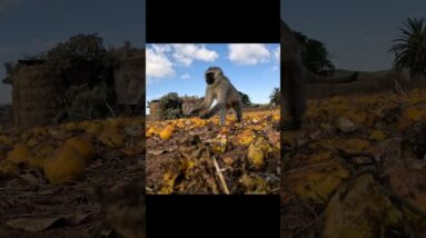 SLOCK THE MONKEY, blowgun