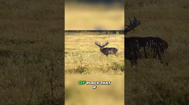 300 Win Mag Rifle Silenced: Unbelievable Silence & Hunting in USA #shorts