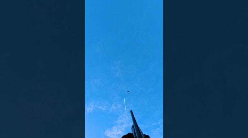 A plane and a goose in one shot.