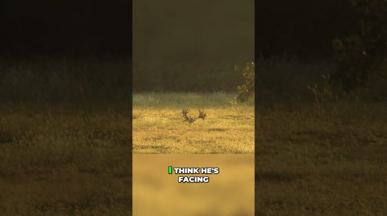 Amazing Stag Spotted: A Hunt's Excitement! #shorts