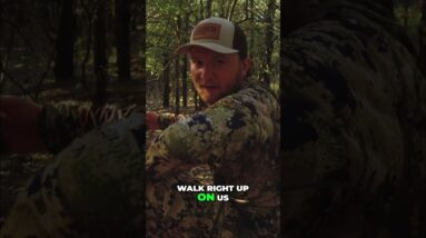 Bull Elk Staredown: The CRAZY Encounter in the Forest #shorts