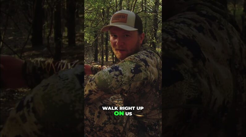 Bull Elk Staredown: The CRAZY Encounter in the Forest #shorts