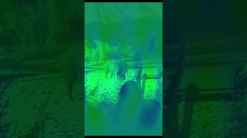 Demon Eyes, kill shot