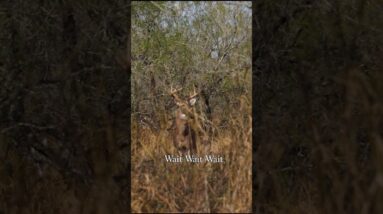 Hit the horns.  Here he comes.