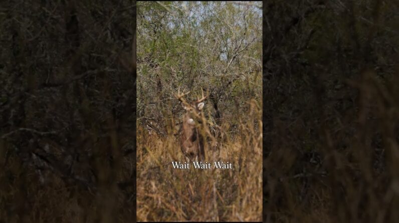 Hit the horns.  Here he comes.