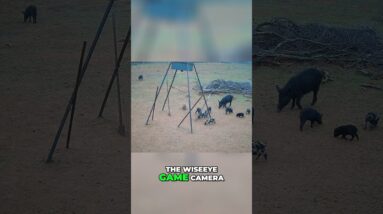 Hog Hunting Mission: Night Vision Action & Unexpected Twist! #shorts