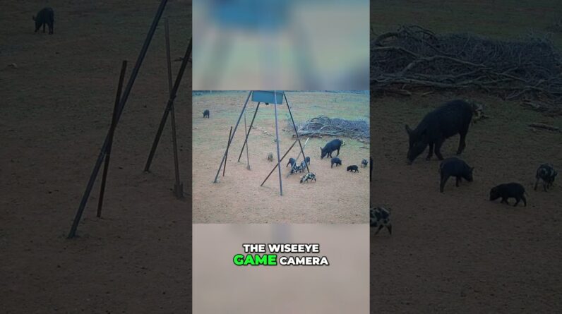 Hog Hunting Mission: Night Vision Action & Unexpected Twist! #shorts