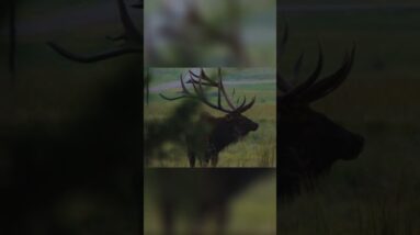 Hunter's Epic Elk Encounter: Size Estimate! (Almost Gotcha!) #shorts