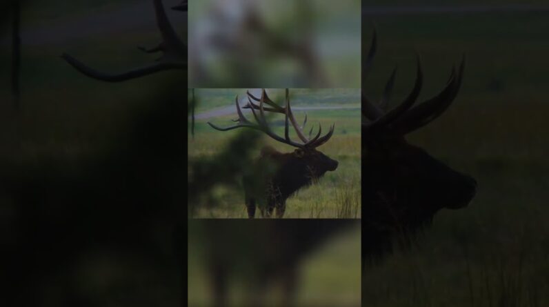 Hunter's Epic Elk Encounter: Size Estimate! (Almost Gotcha!) #shorts