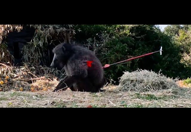 Monkeys and Baboons, Blowgun and Broadhead Testing