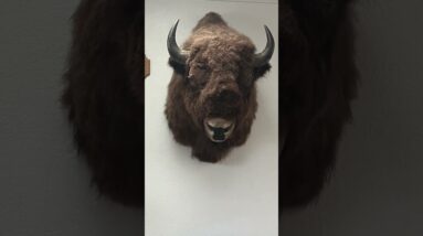 Got extra taxidermy taking up space? https://bit.ly/taxidermygivingprogram