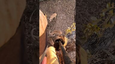 Sharp spear. Deadly drop.