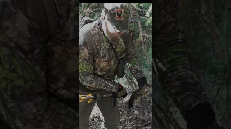 Tree Rat gets a Dart in the Pump House