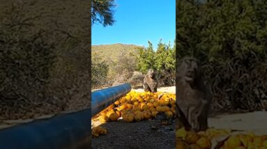 When the beast looked my, I knew I had him