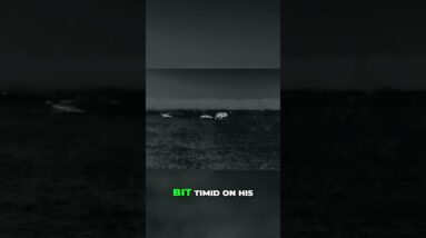 Anthony's Hog Hunt: Epic 432-Yard Shot! #shorts