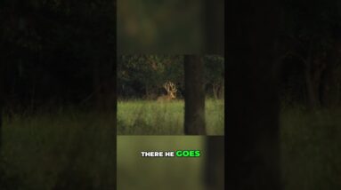Deer Hunting: Patience Pays Off! Can They Spot It? #shorts