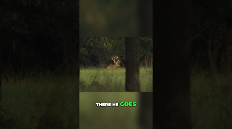 Deer Hunting: Patience Pays Off! Can They Spot It? #shorts