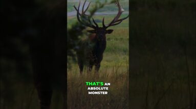 Elk Hunting Close Call: Giant Bull Stares Down Hunters! #shorts