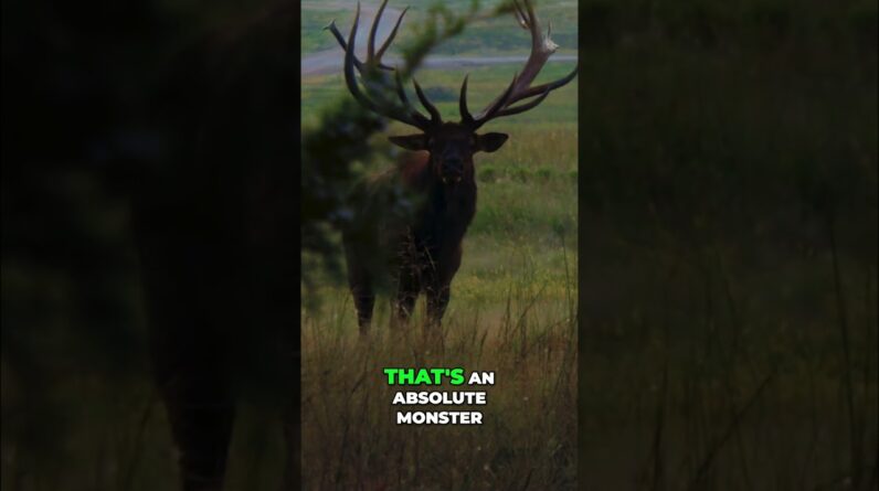 Elk Hunting Close Call: Giant Bull Stares Down Hunters! #shorts