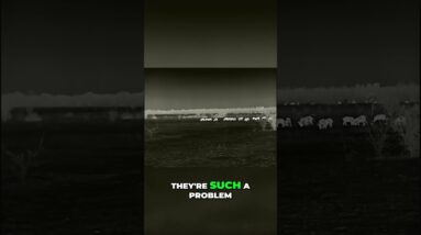 Hunt Hogs at NIGHT! Thermal Optics Are The BEST Way to Hunt #shorts