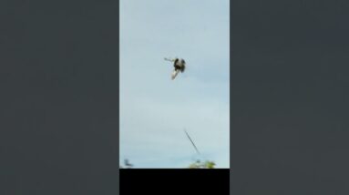 No Fly Zone, Bow Hunting with Tim Wells