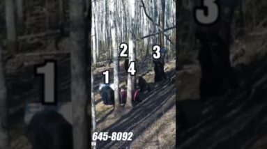 Vacation in the woods!