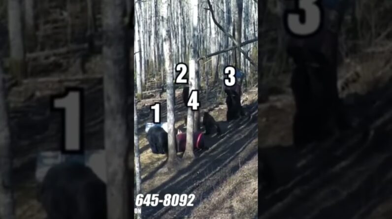 Vacation in the woods!