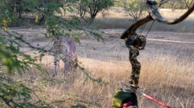 Bobcat Looking Down My Arrow.  Wear It!