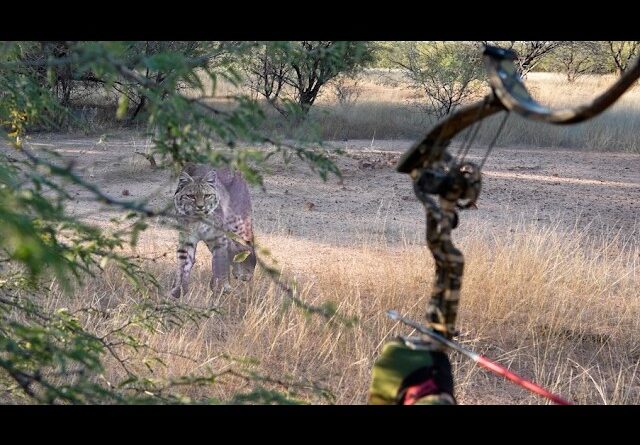 Bobcat Looking Down My Arrow.  Wear It!