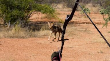 Bow Hunting Running Coyotes and Prowling Cats